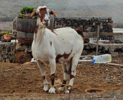 PACMA denuncia años de inacción y 