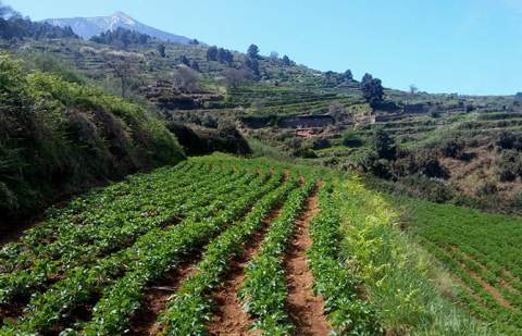 El Gobierno canario convoca ayudas PEPAC para productos agrícolas y alimenticios acogidos a regímenes de calidad