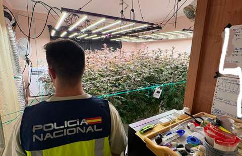 Detienen a un okupa de una vivienda por cultivar marihuana en la casa y no pagar la luz