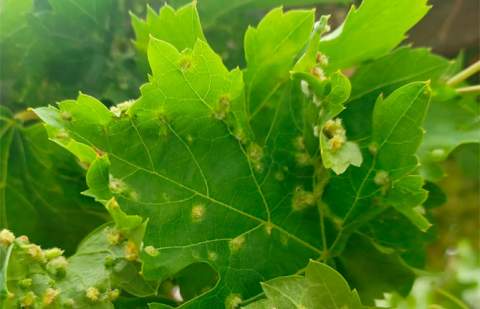 El Gobierno canario organiza charlas sobre los protocolos para evitar la propagación de la filoxera en época de poda