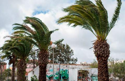 Prealerta por viento en toda Canarias, con rachas que podrían alcanzar los 80 km/hora
