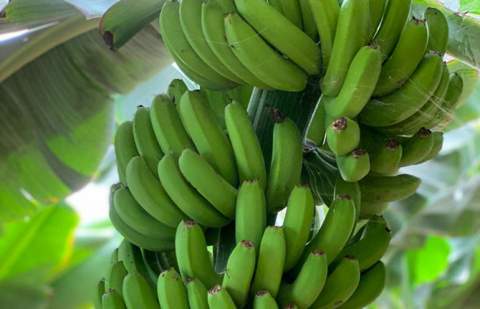 Canarias produjo 374 millones de Kg de plátano en 2025, segunda cifra más baja en 25 años