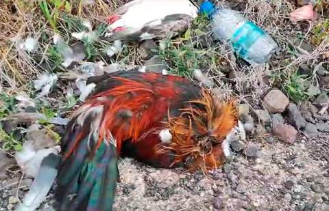 PACMA felicita la intervención policial contra las peleas de gallos en Sanlúcar y pide a Canarias la misma implicación