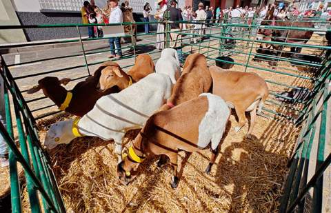 PACMA denuncia la exposición de animales al sol y al ruido durante la feria de San Antonio Abad