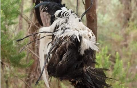 PACMA colaborará con la Policía Autonómica de Canarias para combatir los rituales de santería con animales