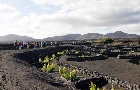La Cátedra de Agroturismo y Enoturismo de Canarias inicia la monitorización del enoturismo correspondiente a 2024 y amplía su alcance sectorial