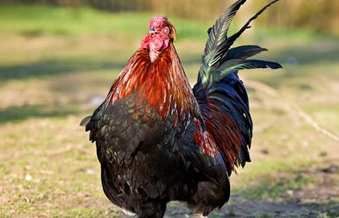 PACMA amplía ante la Fiscalía su denuncia contra las peleas de gallos en Canarias