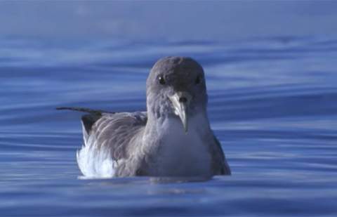 La campaña de pardela cenicienta en Tenerife recupera 2.637 aves y logra liberar el 96 %