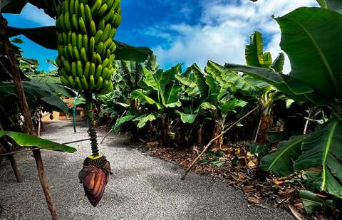 El precio unitario del seguro del plátano sube más de un 15 % tras dos décadas sin cambios
