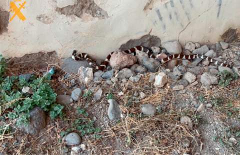 El Seprona investiga si se están trasladando culebras reales de Gran Canaria a Tenerife