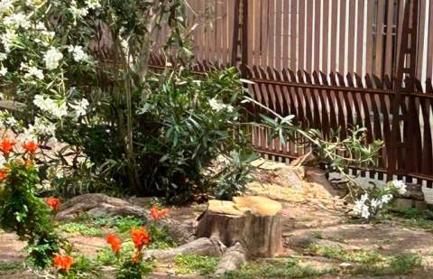 El Grupo Socialista reitera la necesidad de un plan de renaturalización que excluya tajantemente la tala de árboles