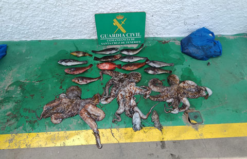 Denuncian a tres hombres por pesca ilegal de 22 kilos de pulpos y peces en Tenerife
