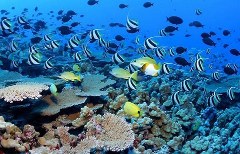 Iniciativa por La Gomera (IxLG) pregunta sobre la reserva marina de La Gomera