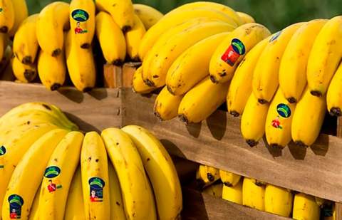 Unión de Uniones atribuye la caída de los precios del plátano