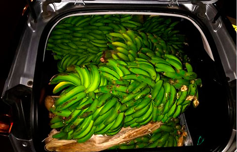 Investigan a 7 personas por sustraer 950 kilos de aguacates y 280 de plátanos en Tenerife