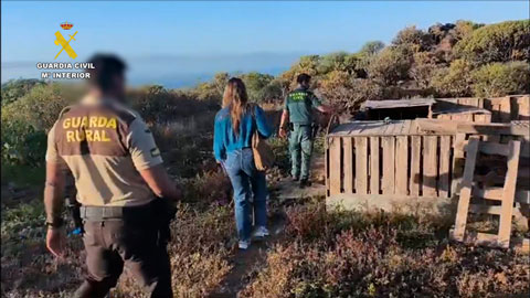 Detenido tras la localizar a 49 perros en grave condiciones de abandono