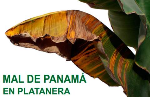 La Gomera acoge charlas informativas para prevenir la plaga del mal de Panamá en las plataneras