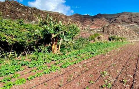 Estudio plantea diversificar cultivos para adaptar agricultura canaria a cambio climático