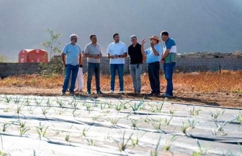 El Gobierno de Canarias entrega 45.822 plantas de piña a agricultores de El Hierro y prepara un nuevo envío para septiembre