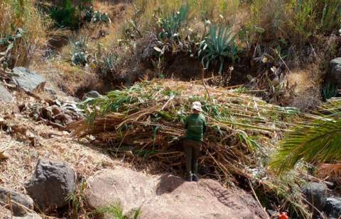 El Cabildo vincula empleo para mayores de 60 años y conservación del territorio a través de Plánta-te