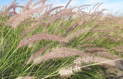 Las plantas invasoras se adaptan a nuevos climas, según un estudio liderado por Canarias
