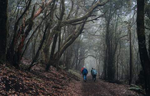 El Cabildo rebaja a grado 0 las medidas preventivas por riesgo de incendios forestales