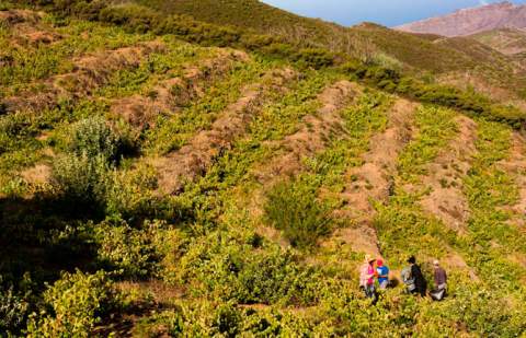 Raíces de Vallehermoso continúa con nuevas experiencias para acercar al público al sector primario