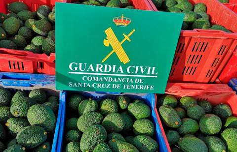 Dos investigados por el robo de 300 kilos de plátanos y 200 de aguacates en Tenerife
