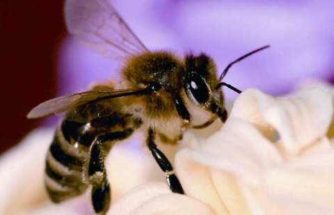 El Gobierno concede 543.000 euros en ayudas POSEI a la producción de miel de la raza autóctona de abeja negra