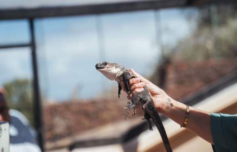 El Cabildo refuerza la protección del Lagarto Gigante de con un nuevo servicio de control de depredadores y seguimiento