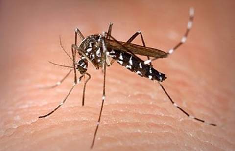 Sanidad informa de la detección de ejemplares de Aedes albopictus en la isla de La Gomera