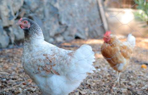 El Gobierno de Canarias convoca las ayudas del POSEI a la producción local de huevos de gallina para la campaña 2026