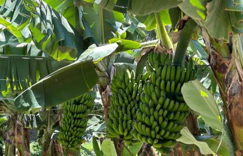 El Gobierno canario se reúne con las OPP para fomentar una mejor planificación de la oferta del Plátano de Canarias