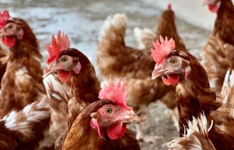 El Ministerio de Agricultura, amplía el confinamiento de aves a todas las granjas del territorio español