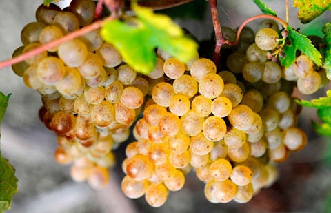 Vallehermoso impulsa un nuevo bootcamp sobre emprendimiento vitivinícola con Bodegas Alisios