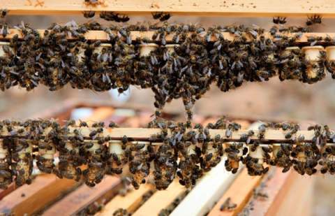 El Gobierno de Canarias convoca ayudas del PEPAC para la comercialización de productos de la apicultura