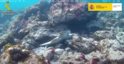 El Seprona interviene en Lanzarote una red de pesca con tres angelotes, dos muertos