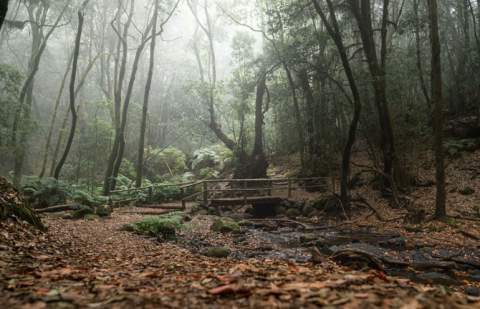 El Cabildo de La Gomera avanza en la elaboración del Plan de Acción Climática