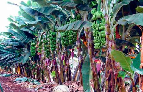 Crean un dispositivo que repele al picudo negro, el enemigo de la platanera en el mundo