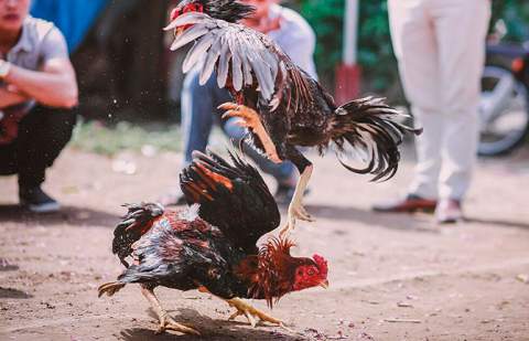 PACMA denuncia ante la Fiscalía la celebración de peleas de gallos en Canarias y alerta de su ilegalidad desde 2007