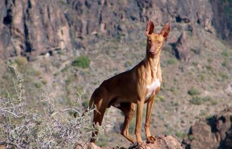 El Cabildo aprueba la apertura de los campos de adiestramiento y entrenamiento para la temporada