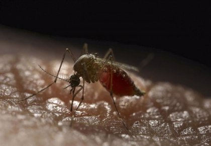 Localizan una hembra de mosquito Aedes aegypti en el puerto de Santa Cruz de Tenerife