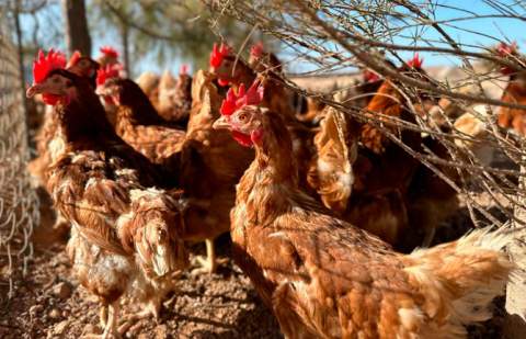 El Gobierno de Canarias convoca subvenciones del POSEI a la producción local de huevos de gallina
