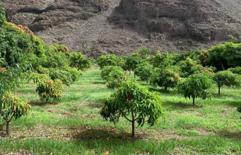 El Gobierno canario convoca subvenciones del PEPAC destinadas a gestión ambiental en agricultura ecológica